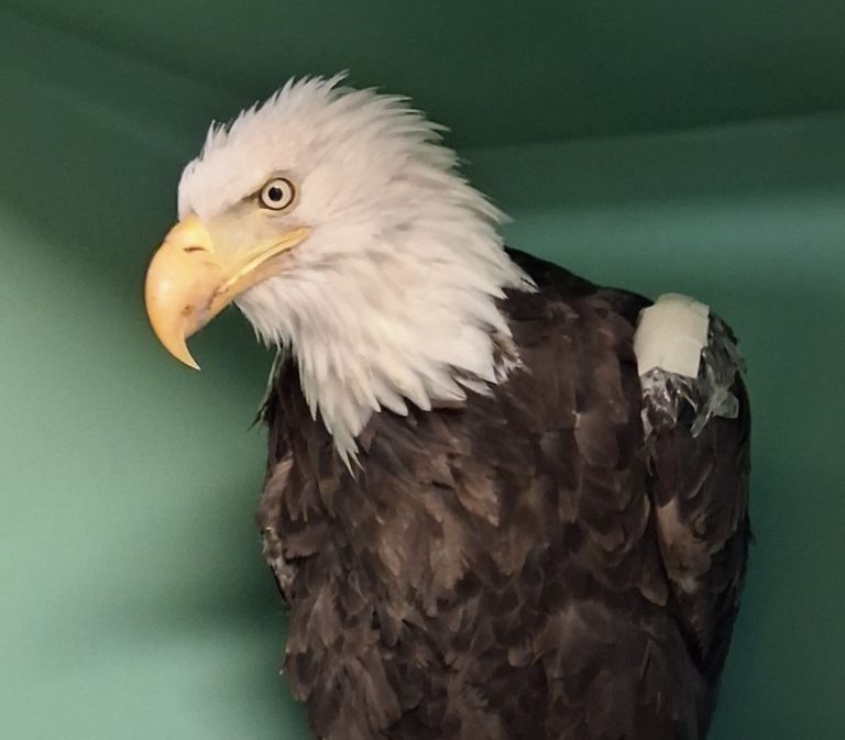 Update On Jackie: Ojai Raptor Center Reports Latest Bloodwork Shows Worsening Anemia