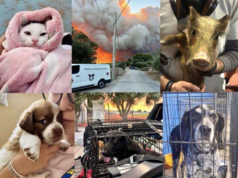 Greece Wildfires: Dogs’ Voice Leads Extraordinary Rescue Effort to Save Hundreds of Animals