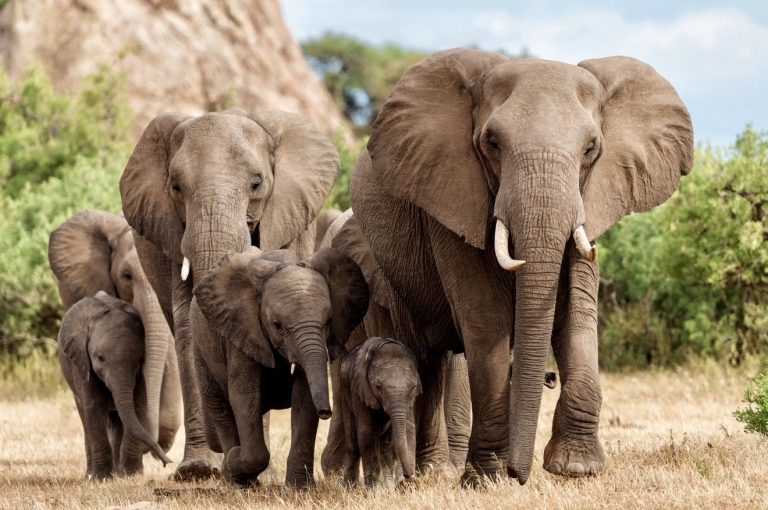 South Africa’s KwaZulu-Natal Elephant Management Proposal Could Put More Than 1,200 Elephants At Risk