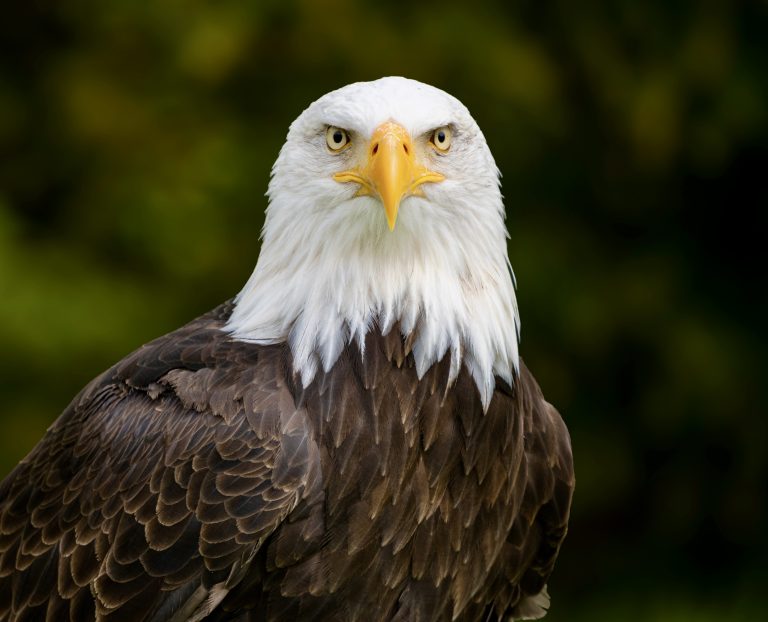 Justice For Wildlife: Washington Man Charged In Alleged Killing Of Bald Eagle