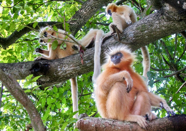 Seven Endangered Golden Langurs Returned To The Wild After Wildlife Trafficking Rescue In India