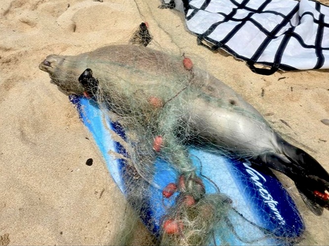 PREVENTABLE LOSS: Endangered Three-Month-Old Hawaiian Monk Seal Found Dead Entangled In Fishing Net On Oʻahu