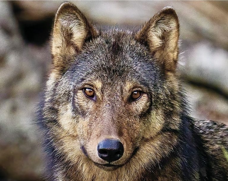 INTERNATIONAL WOLF DAY: Watch The Official Trailer For “Protectors Of The Wild”