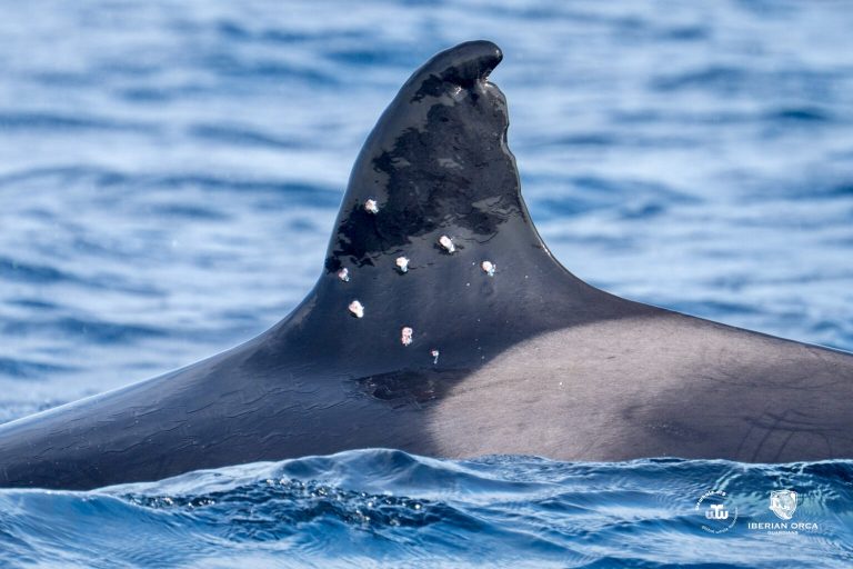 Toñi, Oldest Known Iberian Orca, Found With Shotgun Wounds In Strait Of Gibraltar