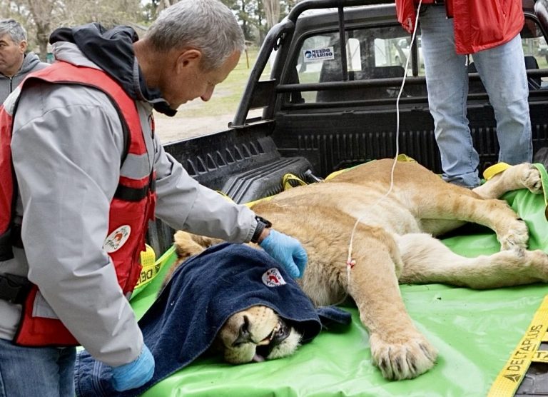 30 Lions & Tigers Rescued From Argentine Zoo Arrive Safely At Sanctuaries