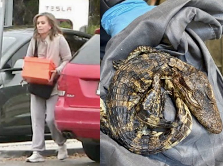 Two Arrested & Charged With Wildlife Trafficking After 69 Reptiles Found Hidden In Car
