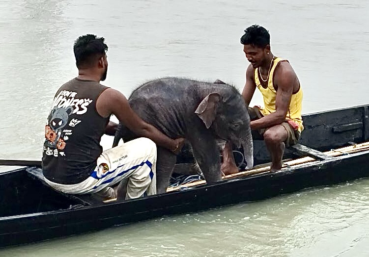 Newborn Elephant Calf Swept Down River Rescued & Reunited With Mother In India