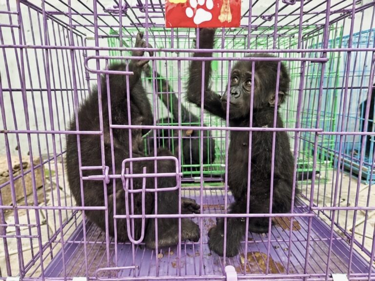 2 Baby Gorillas & 4 Chimpanzees Among 48 Wild Animals Rescued In Wildlife Trafficking Bust In Nigeria