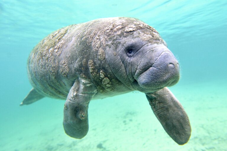 New U.S. Directive Would Allow Unintentional Killing Of Endangered Wildlife