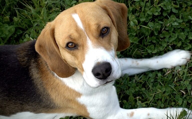 U.S. Announces Sweeping New Actions To Reduce Animal Testing & Advance Non-Animal Alternatives