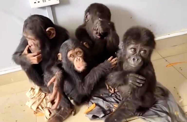 Heartbreaking Update: Infant Gorilla & Chimpanzee Rescued From Illegal Wildlife Trade In Nigeria Have Died