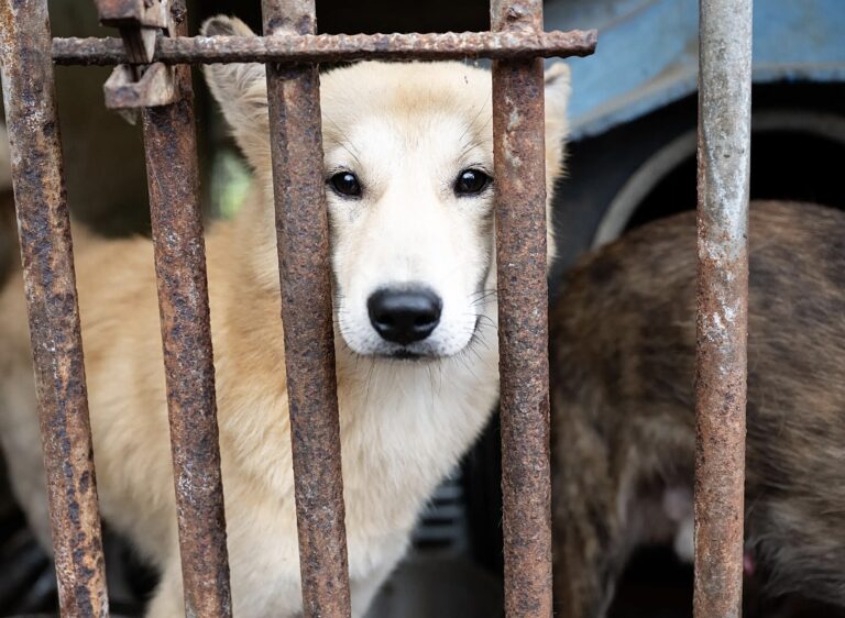 More Than 70 Dogs Rescued From South Korean Dog Meat Farm Ahead Of Nationwide Ban
