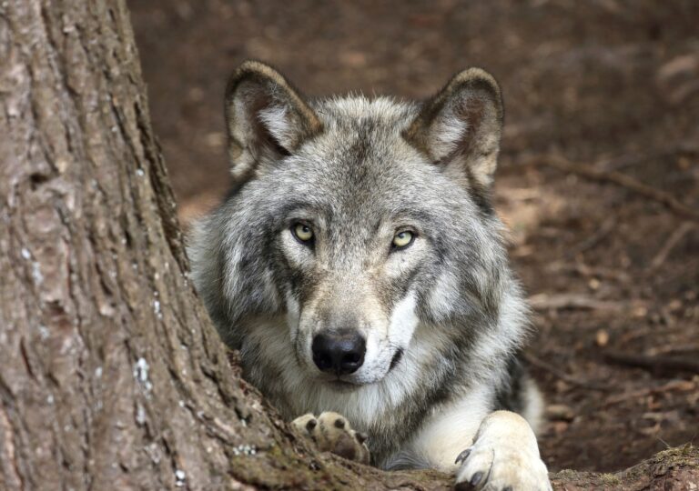 California Reaffirms Commitment To Gray Wolf Recovery As Federal Delisting Review Begins