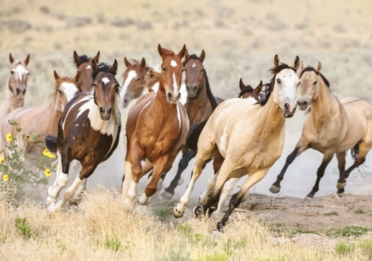 BLM Announces $30 Million To Expand Fertility Control For Wild Horses & Burros