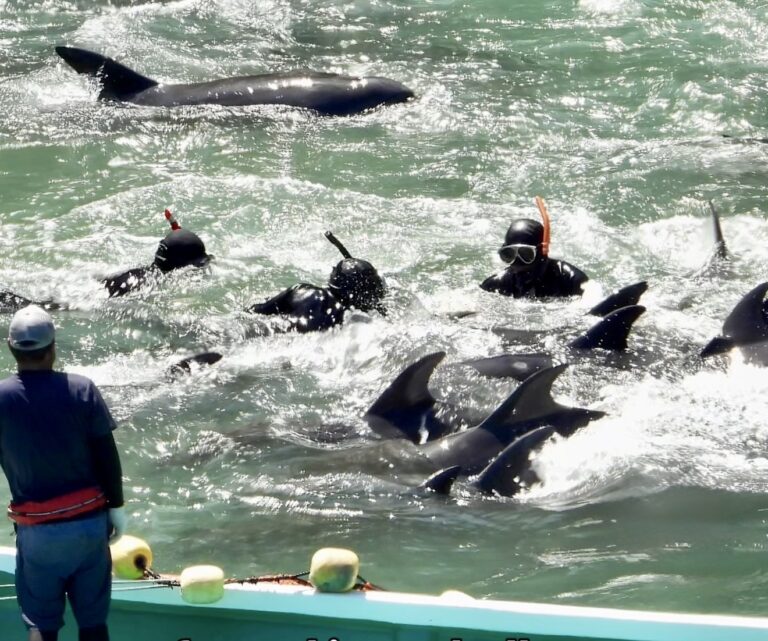 11 Bottlenose Dolphins Stolen From The Wild On First Day Of Taiji’s Cruel Dolphin Drive Hunt Season