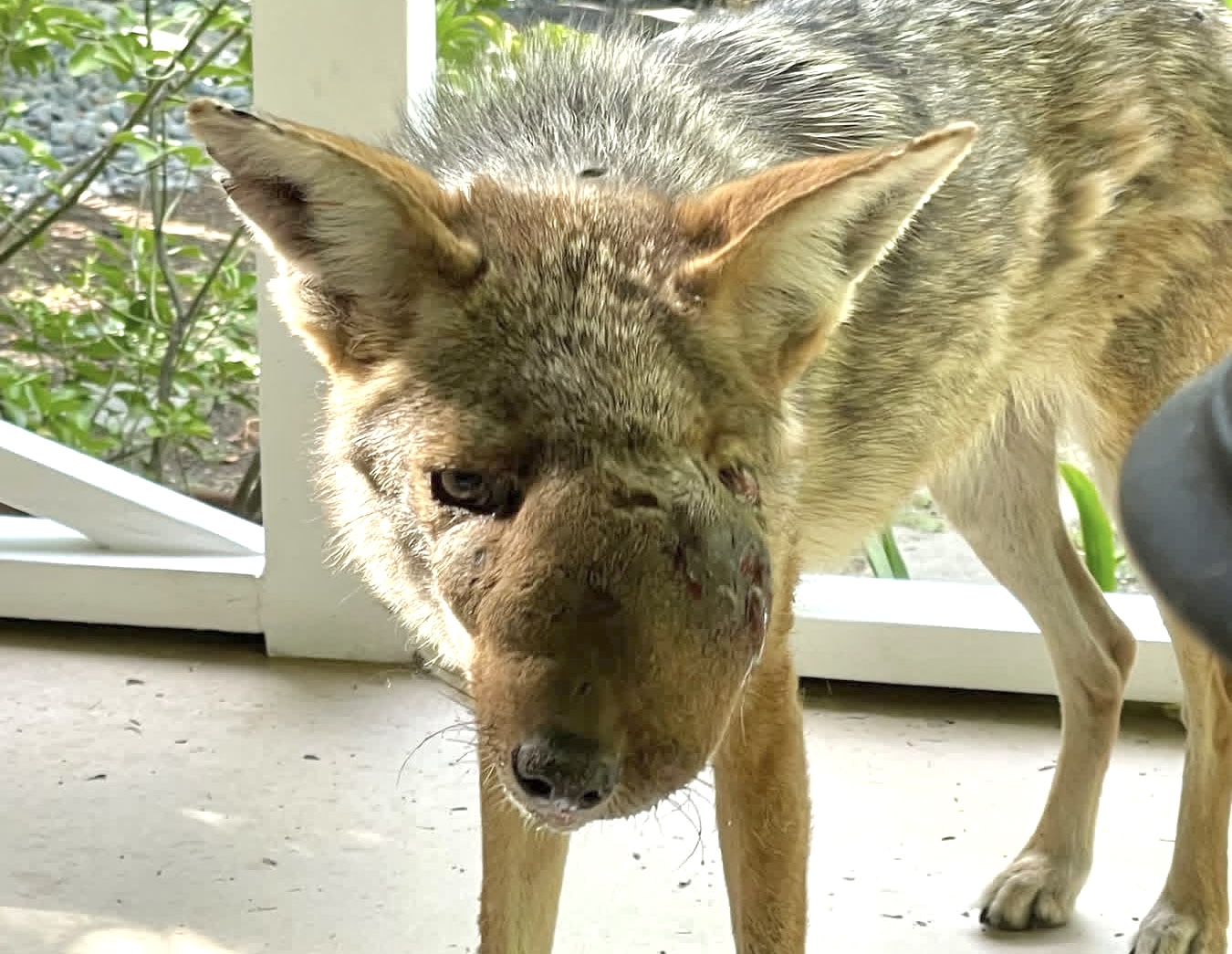 $10,000 Reward Offered After Beloved Studio City Coyote Wendy Is Euthanized Due To Injuries Linked To Shooting