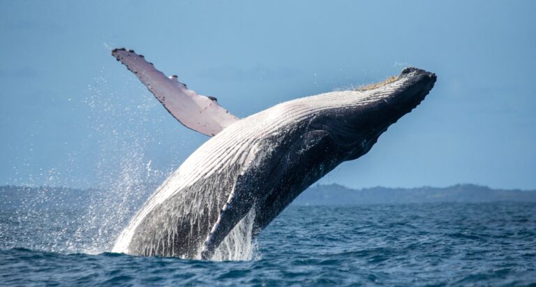 Iceland Moves Toward Potential Permanent Ban On Commercial Whaling