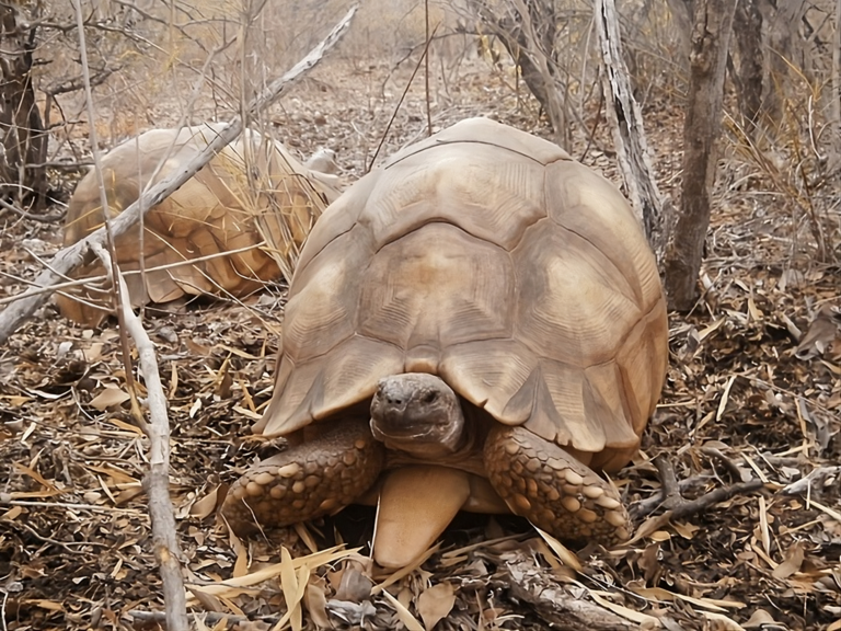 Global Reptile & Amphibian Pet Trade Is Fueling Wildlife Trafficking & Threatening Species With Extinction