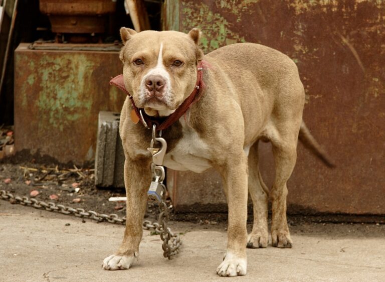 13 Pit Bulls, Including Four Puppies & A Pregnant Female, Seized In Sicily Dogfighting & Betting Investigation