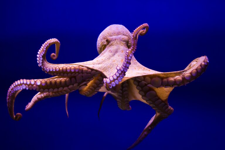 Colombia Introduces Bill To Ban Intensive Octopus, Squid & Cuttlefish Farming