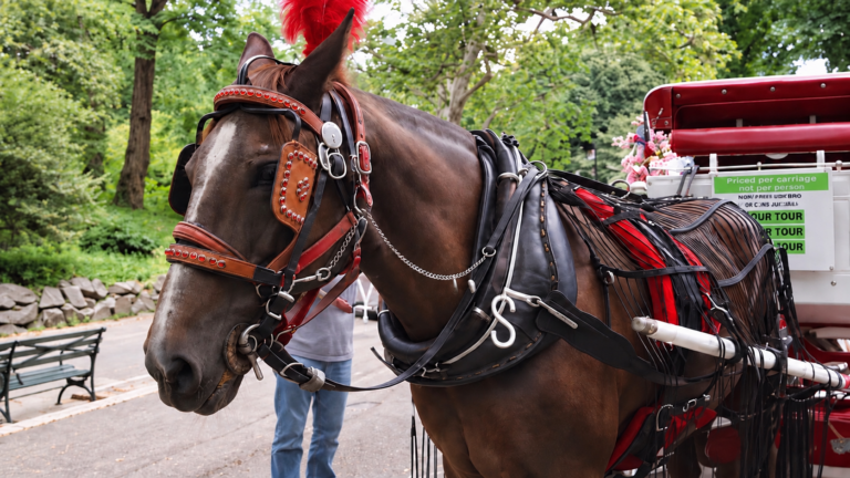 Breaking: New York City Moves To Ban Horse-Drawn Carriages As Council Schedules October 22 Vote