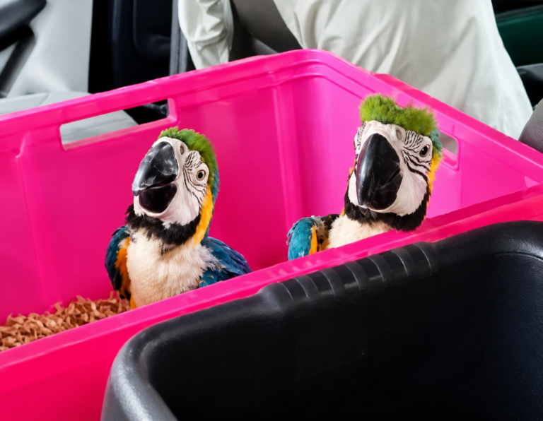 377 Exotic Animals Discovered Hidden Inside Car At Sicily Port, Including 76 Protected Parrots