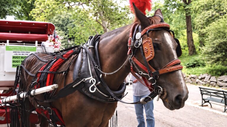 BREAKING NEWS: New York City Council Passes Romanch’s Law To End Horse-Drawn Carriages