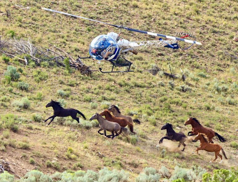 More Than 1,200 Wild Horses Face Removal In Federal Roundups Across The West