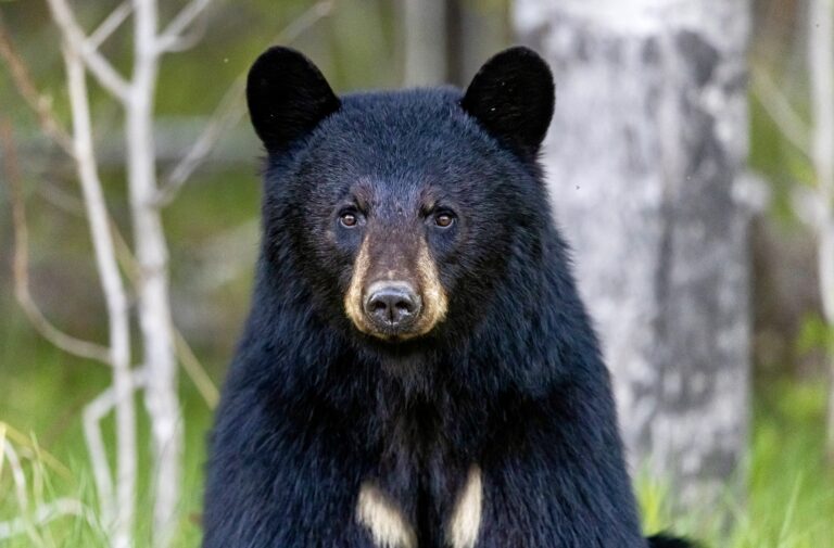 14 Black Bears Tragically Euthanized After Alleged Feeding At Montana Residence