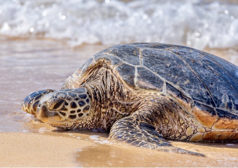 10 People Charged In Major Sea Turtle Poaching & Illegal Fishing Operation In Florida