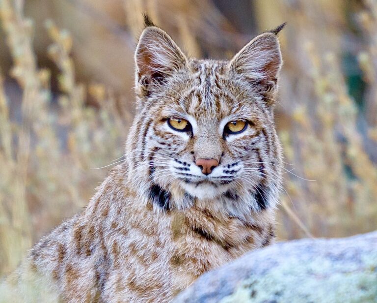 Three Men Plead Guilty To Poaching At Least 41 Bobcats & Illegally Exporting Their Pelts To Canada
