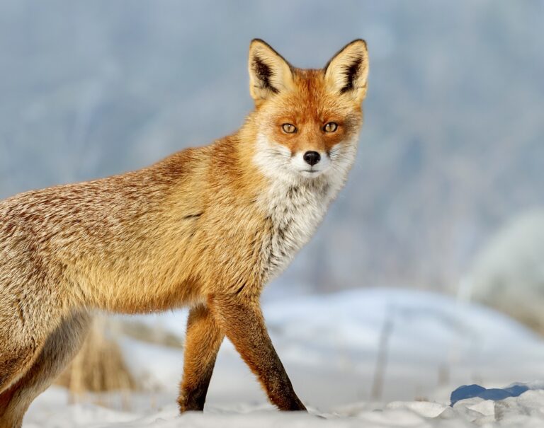 Victory! Switzerland Approves Landmark Ban On Imports & Sales Of Fur