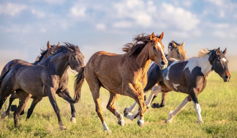UPDATE: 196 Wild Horses Rounded Up In Utah, Including 39 Foals; Two Deaths Reported