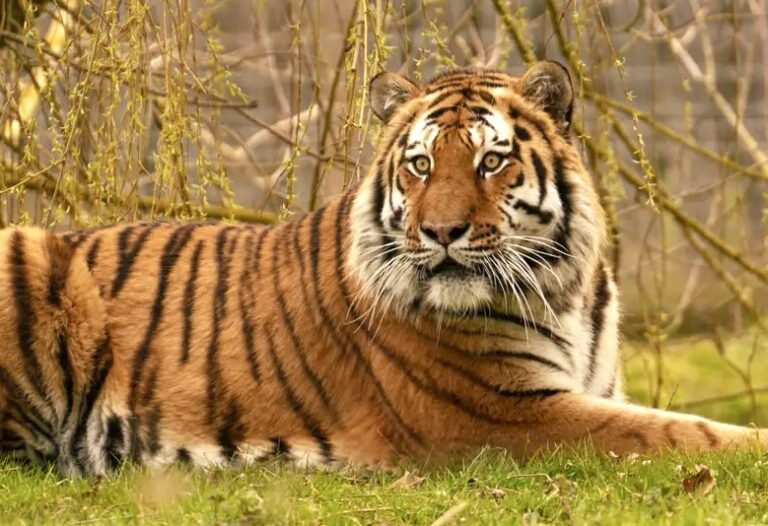 UPDATE: Amur Tiger Altai Will Not Be Euthanized Following Fatal Incident At UK Wildlife Park