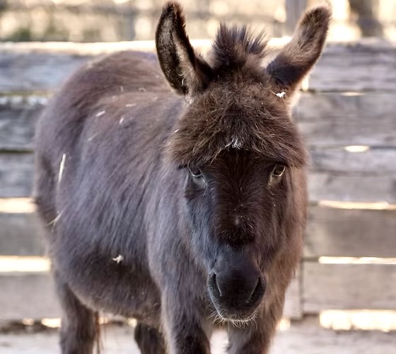 Beloved Therapy Donkey Angelique Killed By Hunter At South Carolina Sanctuary