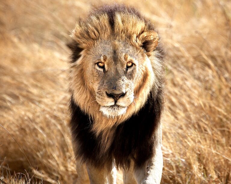 Victory For Wildlife: South African Court Rejects Hunters’ Challenge To Animal Well-Being Protections