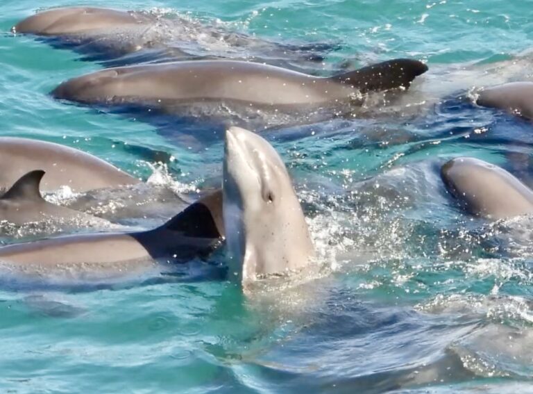 Approximately 20 Melon-Headed Whales Driven Into Taiji’s Cove; Adults Slaughtered, Two Calves Separated
