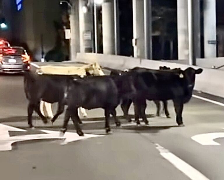 TRAGIC NEWS: Up To 60 Cows Killed After Truck Plunges From Kansas City Overpass; Fate Of Survivors Unknown