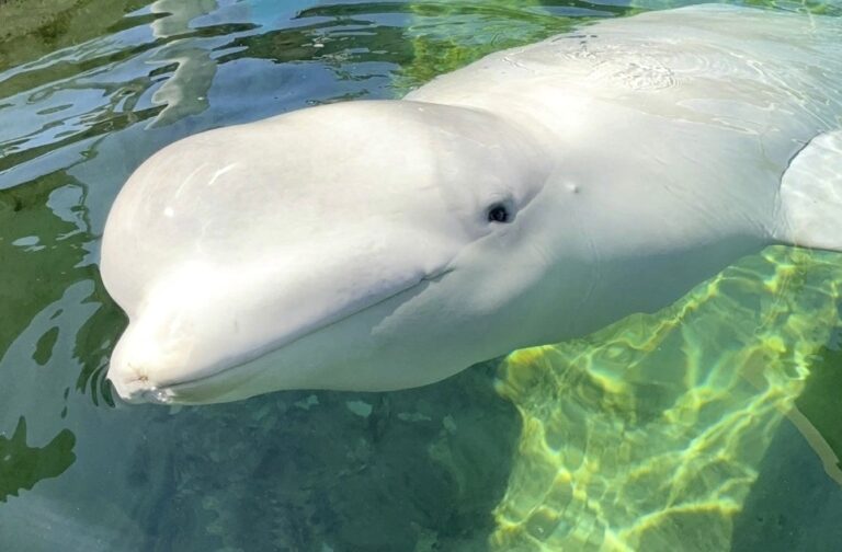 HEARTBREAKING NEWS: Another Beluga Whale Dies After Transfer From Marineland Canada, Bringing Death Toll To Seven