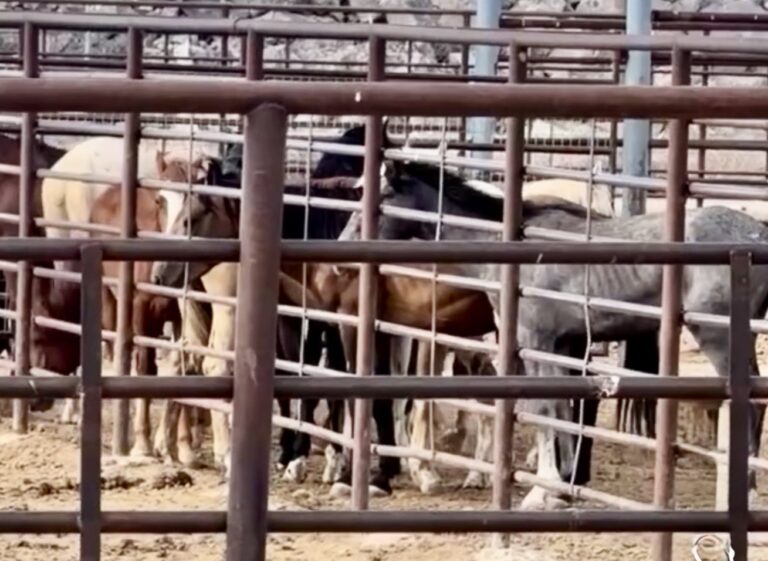 UPDATE: 633 Wild Horses Captured In BLM Helicopter Roundups Across Three States, 10 Deaths Reported