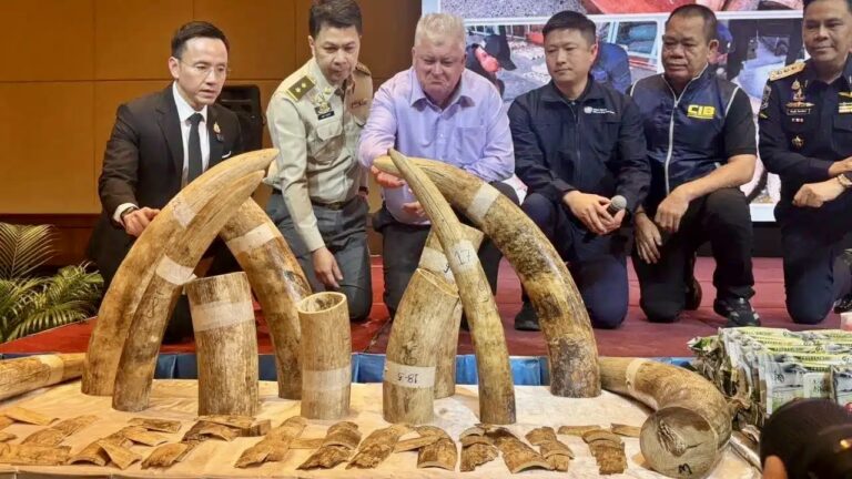446 Pieces Of Elephant Ivory Seized In Thailand As Illegal Wildlife Trafficking Investigation Continues