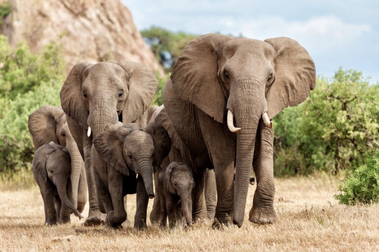 Botswana Authorizes Hunting Of 23 Elephants For Their Meat For 60th Independence Celebrations